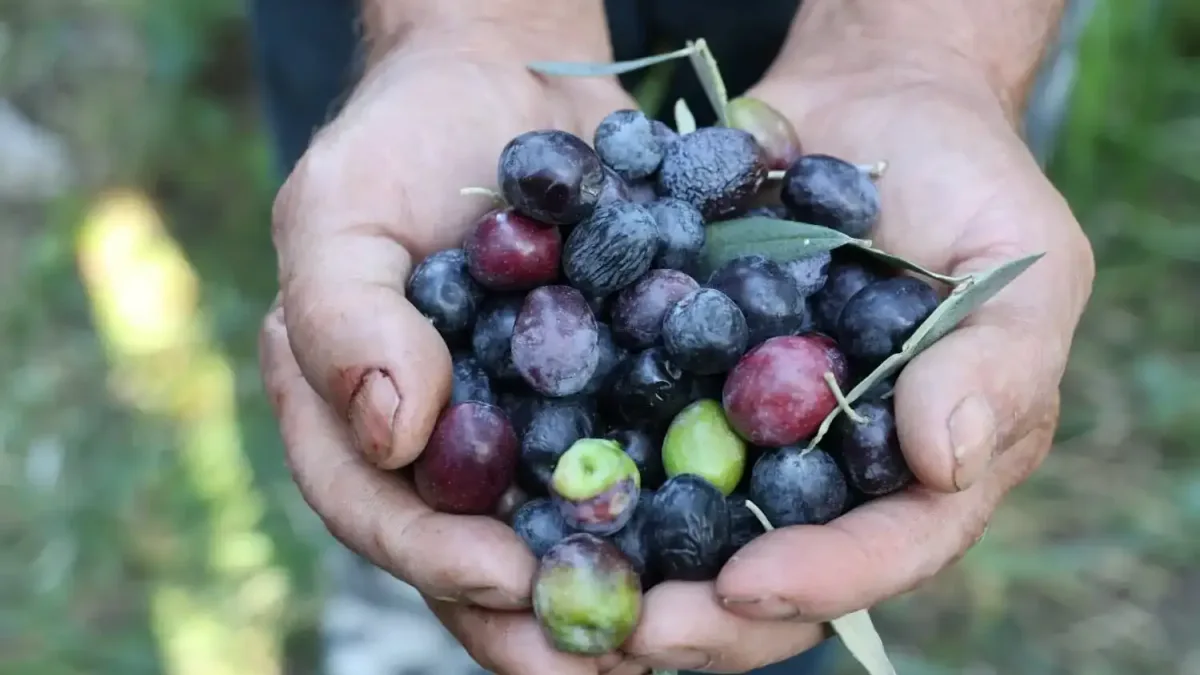 Artvin'de Butko zeytini hasat etkinliği