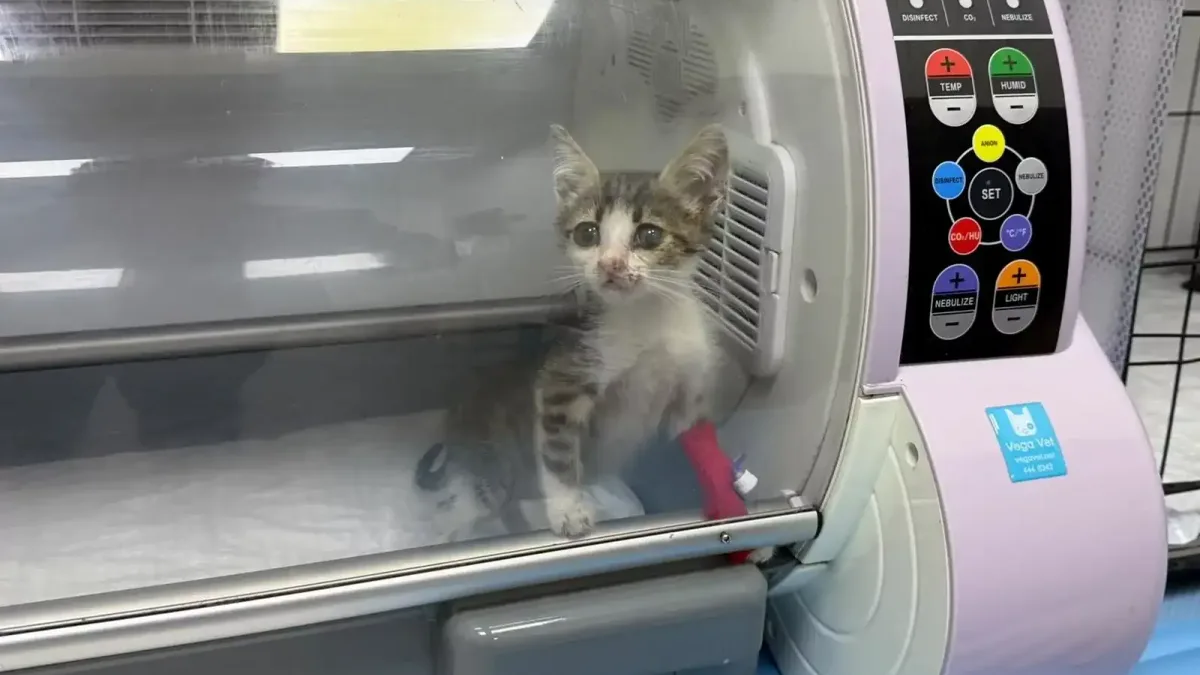 Bandırma'da yaralı kedi için seferberlik başladı