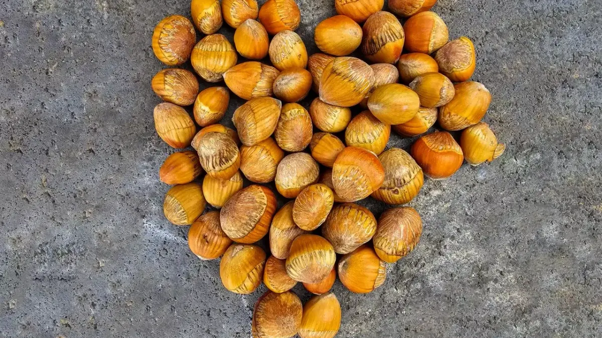 Türk fındığı ile kuraklıkla mücadeleye yeni bir soluk