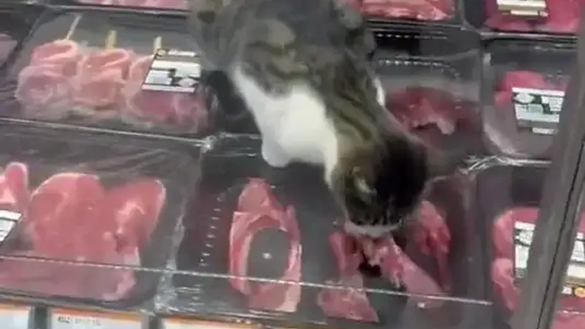 Bursa'daki markette kasap reyonunda kedi görüntüsü