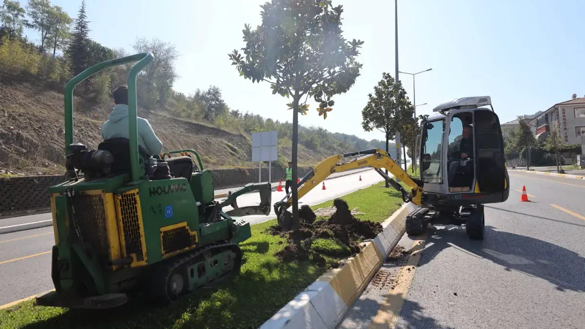 Sakarya'da ağaçlar titizlikle yeni yerlerine taşınıyor