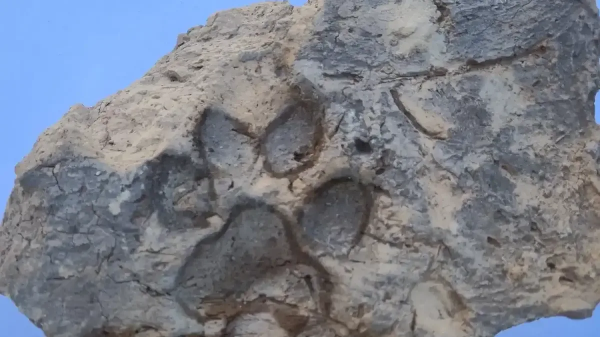Tavşanlı Höyük kazılarında bulunan 4 bin yıllık köpek pati izli kerpiç parcası.