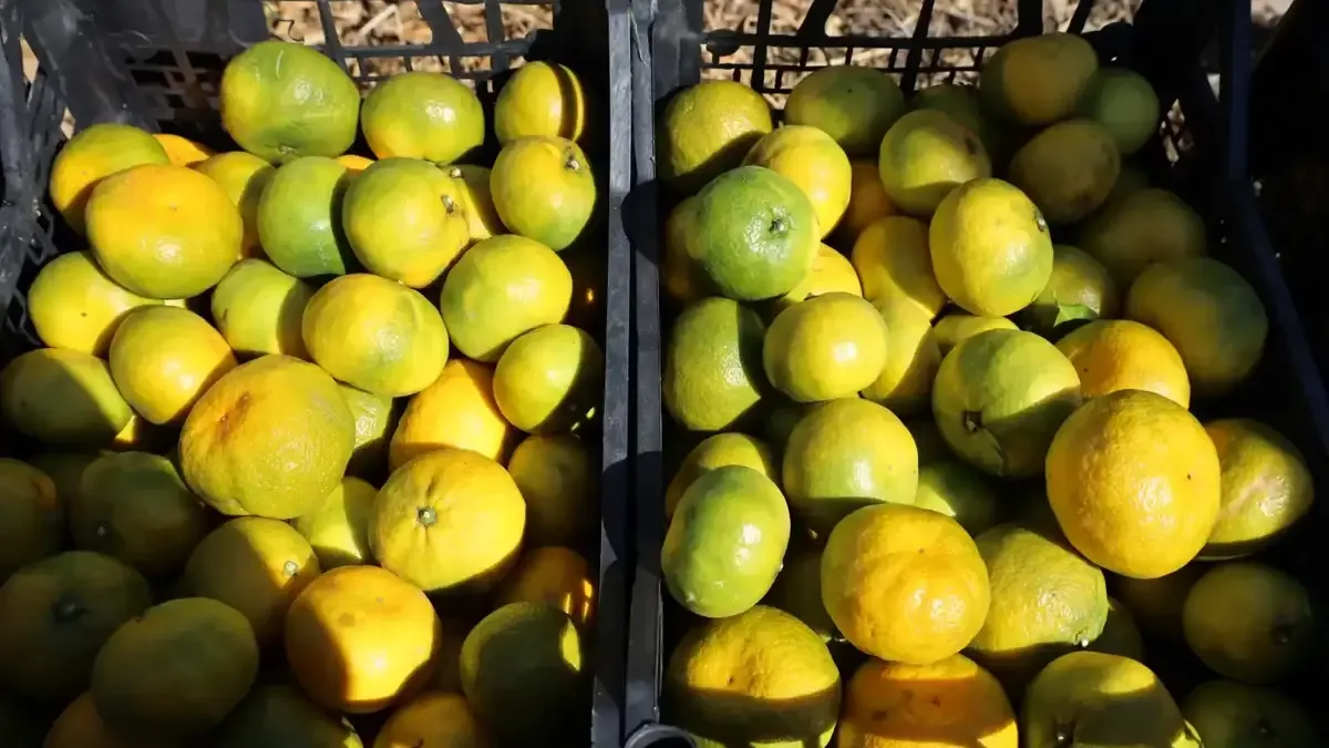 Satsuma mandalinası hasat töreninden bir görüntü.