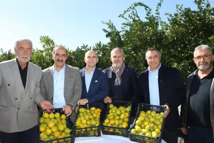 Satsuma mandalinası hasat töreninden bir görüntü. - Fotoğraf 1