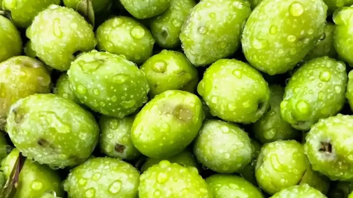 Dorlion zeytinyağının erken hasat süreci tamamlandı.