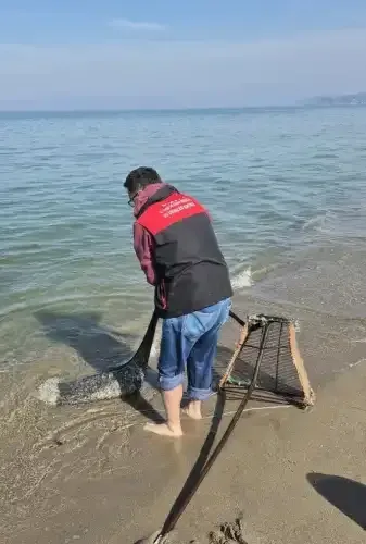 Eğerce sahilinde yasa dışı avlanan kum şırlanları geri bırakıldı - Detay Görsel 1
