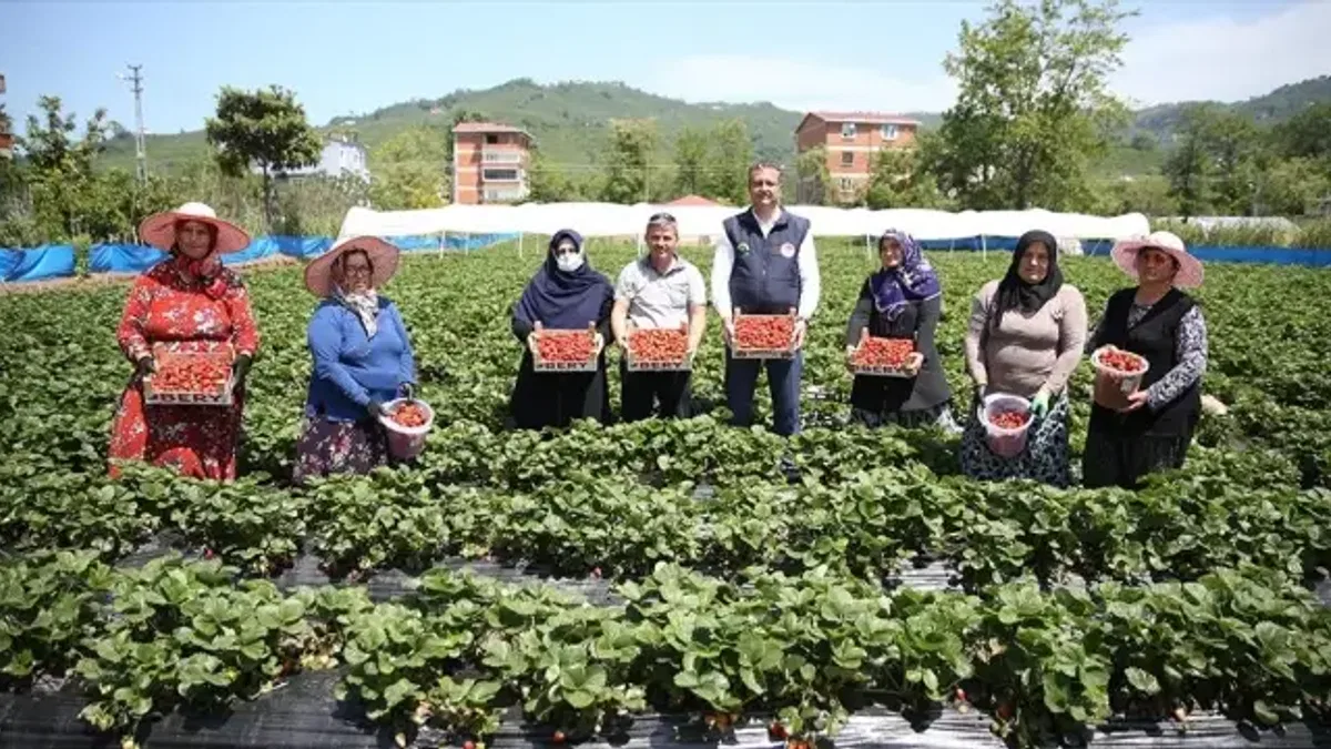 Ordu'da çilek üretimi yaklaşık 5 kat arttı