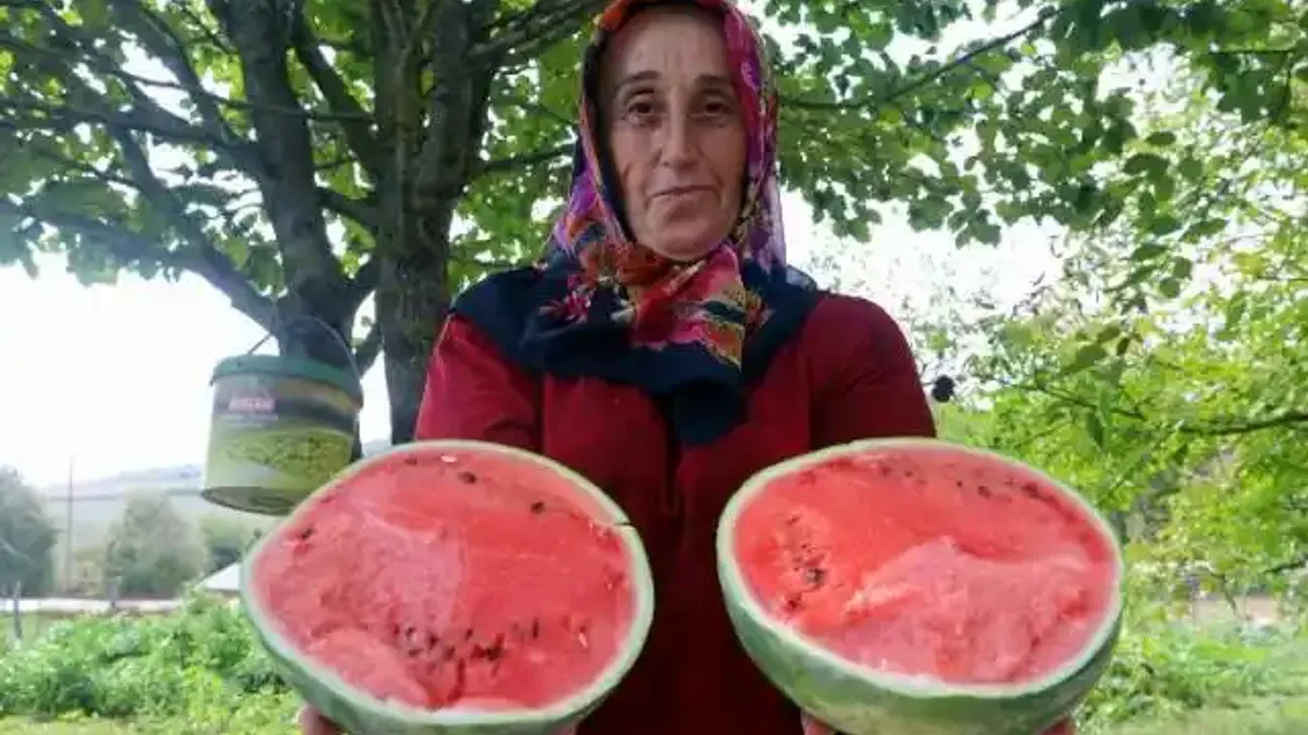 Kocaeli'de üreticilere karpuz tohumu desteği