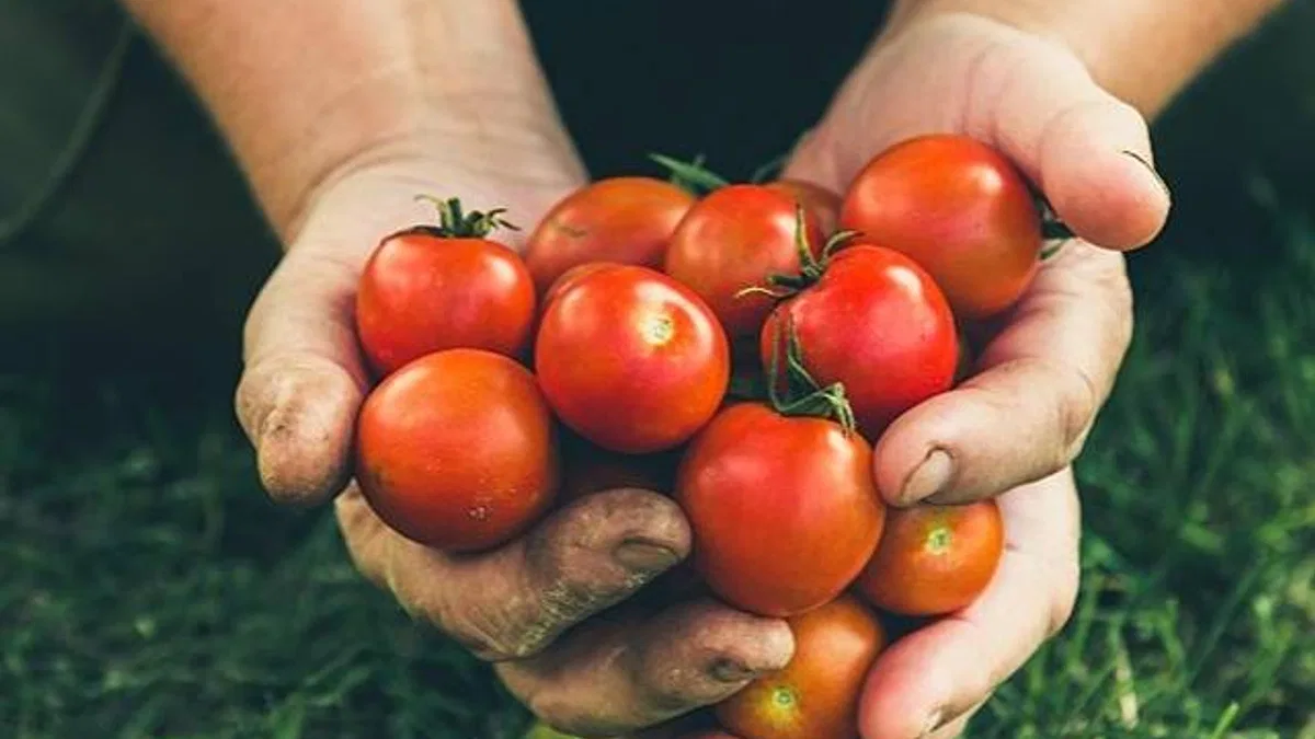 Rusya'ya domates ihracatında kota 350 bin tondan 500 bin tona çıkarıldı
