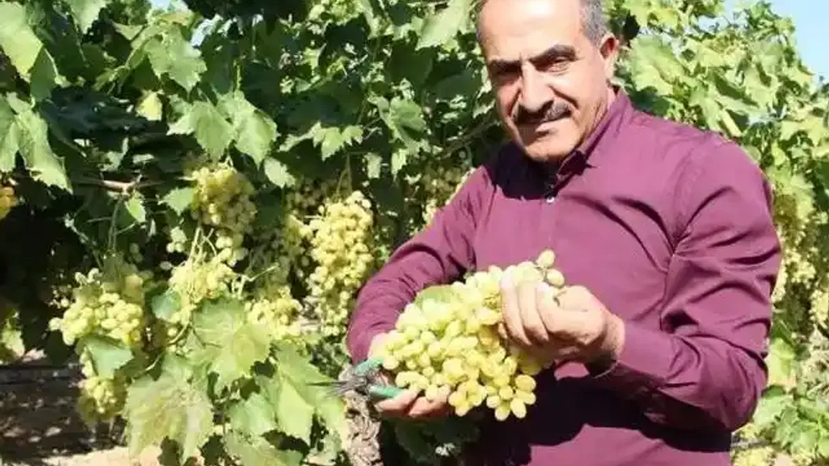 Sofralık üzüm 25'inde ihracat yolcusu