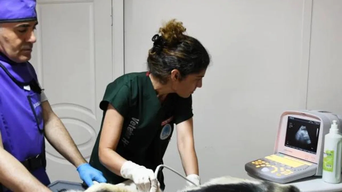 İzmir Karabağlar'dan sokak hayvanlarına modern hizmet
