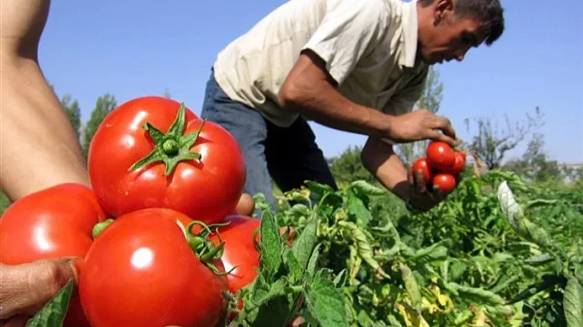 Yasak kaldırıldı, domateste ihracat yolu açıldı!