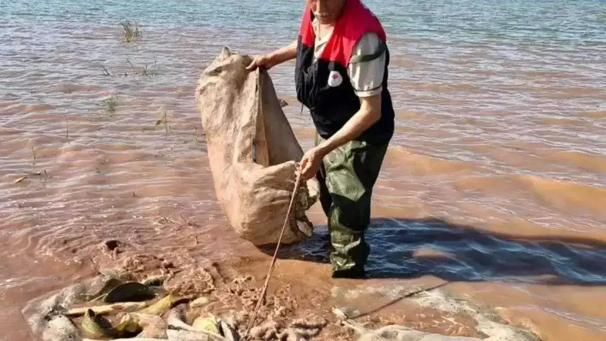 Keban Baraj Gölü'nde 700 kilo canlı sazan kurtarıldı!