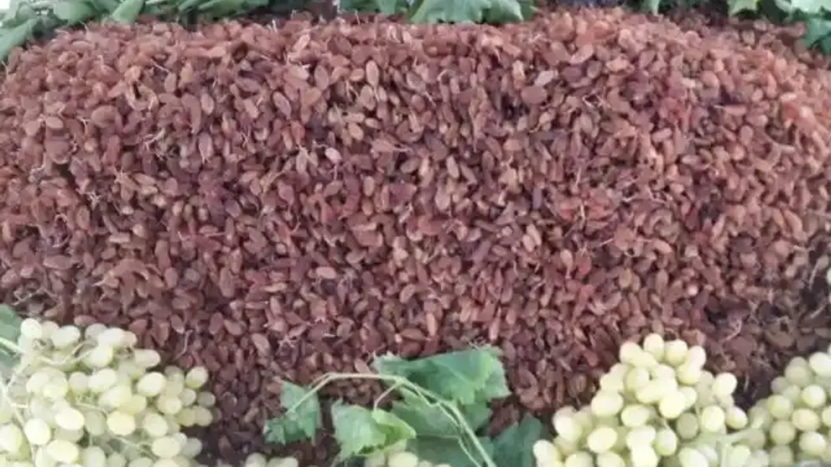 Çekirdeksiz kuru üzümde başarılı ihracat