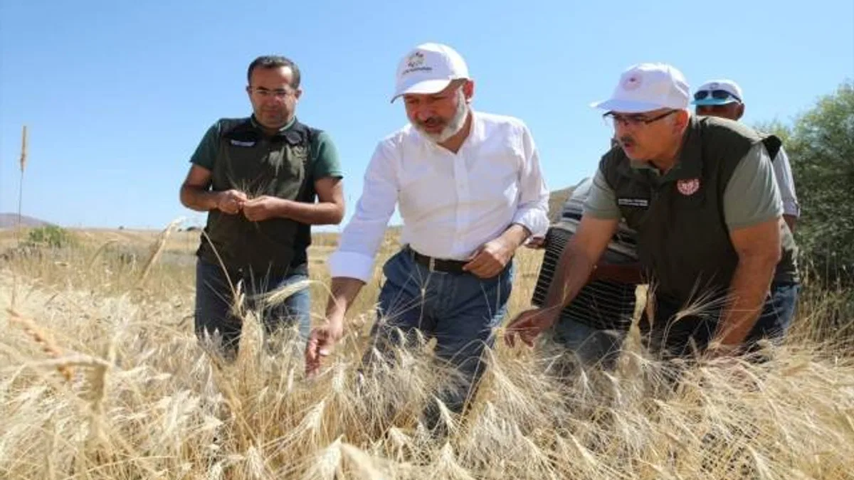 Kayseri'de ata tohumu "gacer" buğdayı hasat edildi