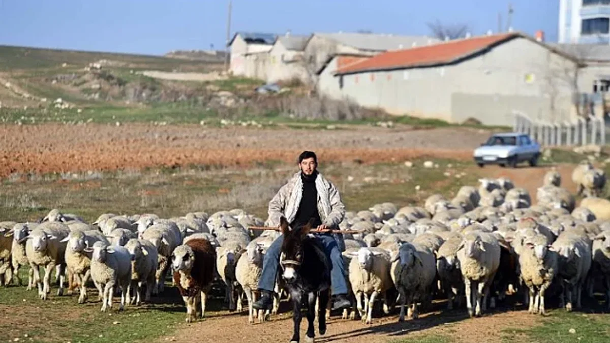 Hayvan yetiştiricilerine eğitim desteği