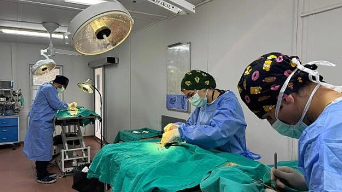 Osmangazi'de ayda ortalama 200 kedi kısırlaştırılıyor
