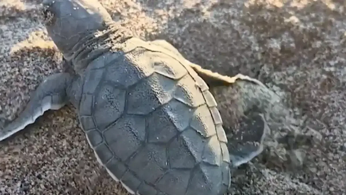Akyatan’da deniz kaplumbağaları için seferberlik