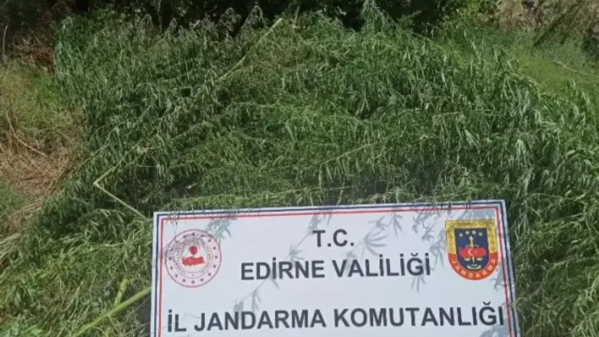 Jandarmadan kenevir operasyonu