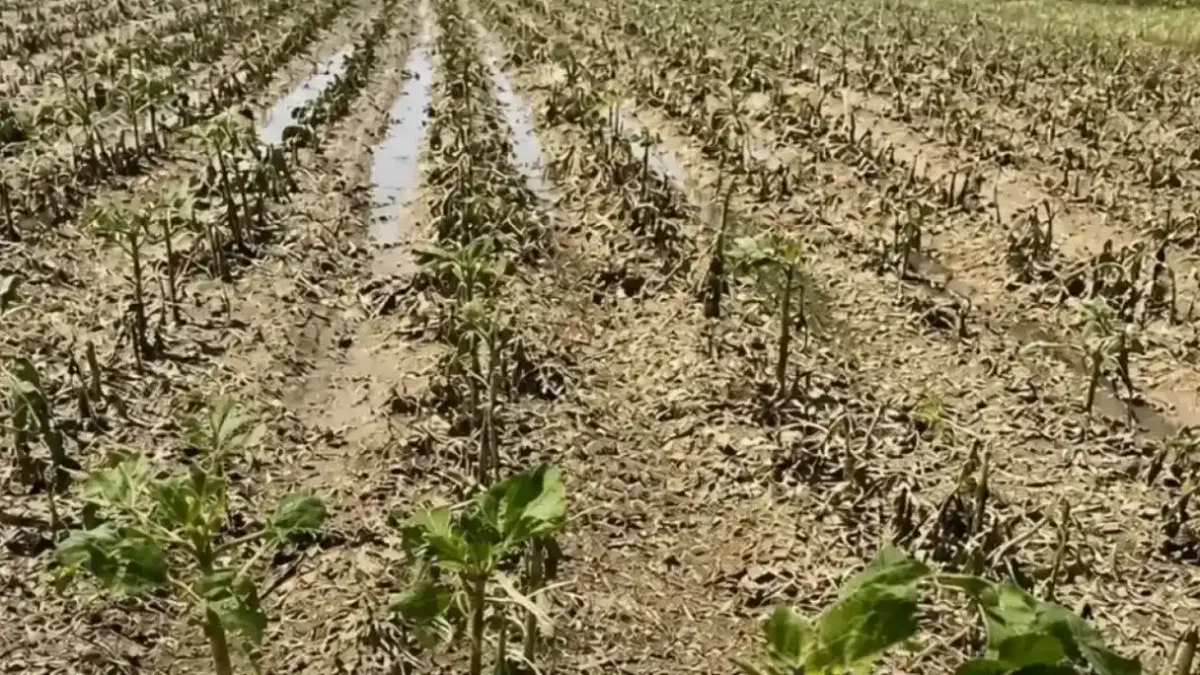 Yılın ilk yarısında 900 bin dekara yakın tarım arazisi doğal afetlerden zarar gördü