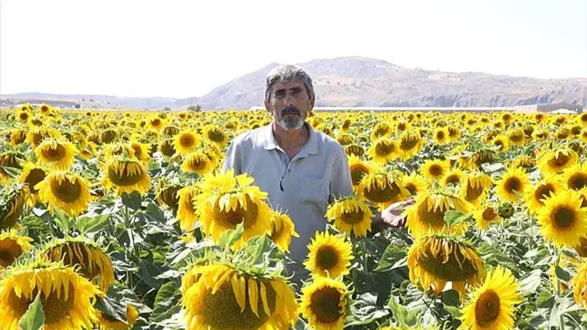 Sivas'ta ayçiçeğinde 45 bin ton rekolte bekleniyor