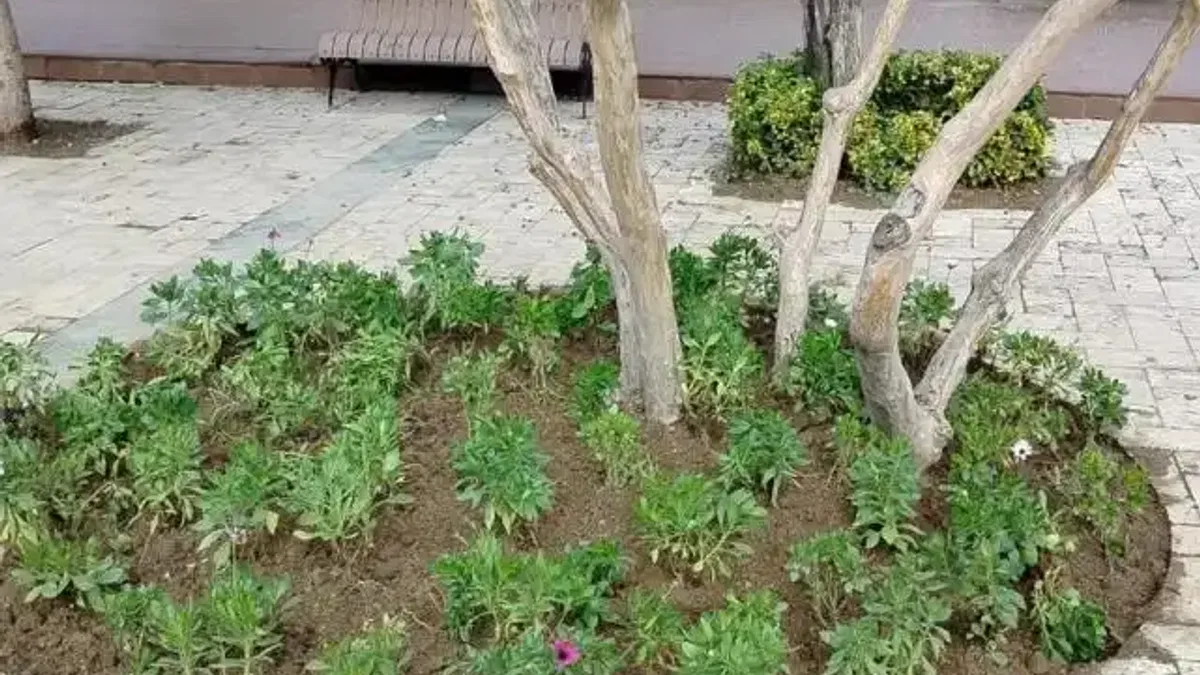 Manisa'da yeşil alanlara peyzaj düzenlemesi