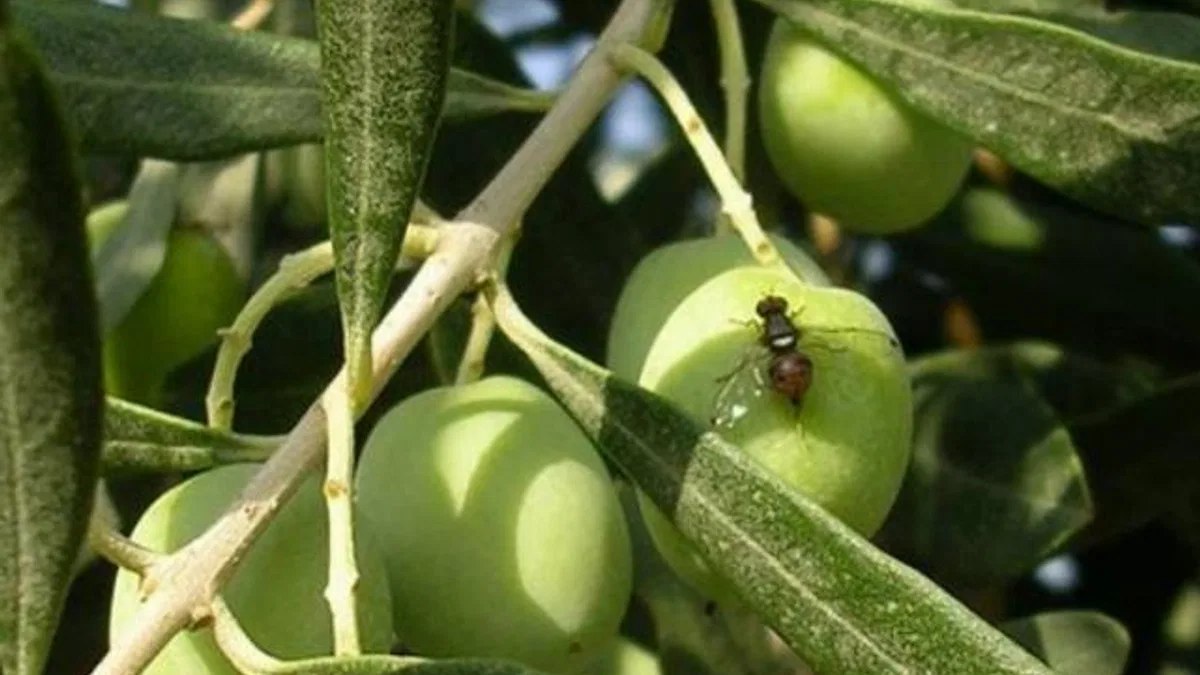 Bursa Mudanya'da zeytin sineği ile 5. mücadele başladı