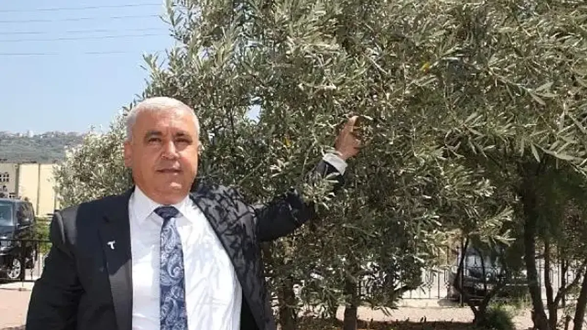 Sofralık zeytin ihracatında tarihi rekor... Sofralık zeytin ihracatı 210 milyon dolara ulaştı