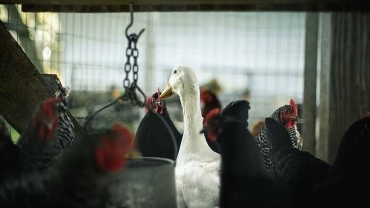 Fransa'da kuş gribi nedeniyle 5 binden fazla beldede kümes hayvanları karantinaya alındı