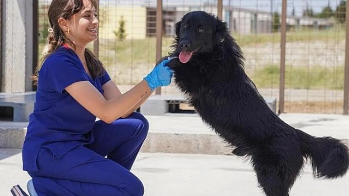 İzmir'de sahiplenilen hayvanlar ücretsiz kısırlaştırılacak
