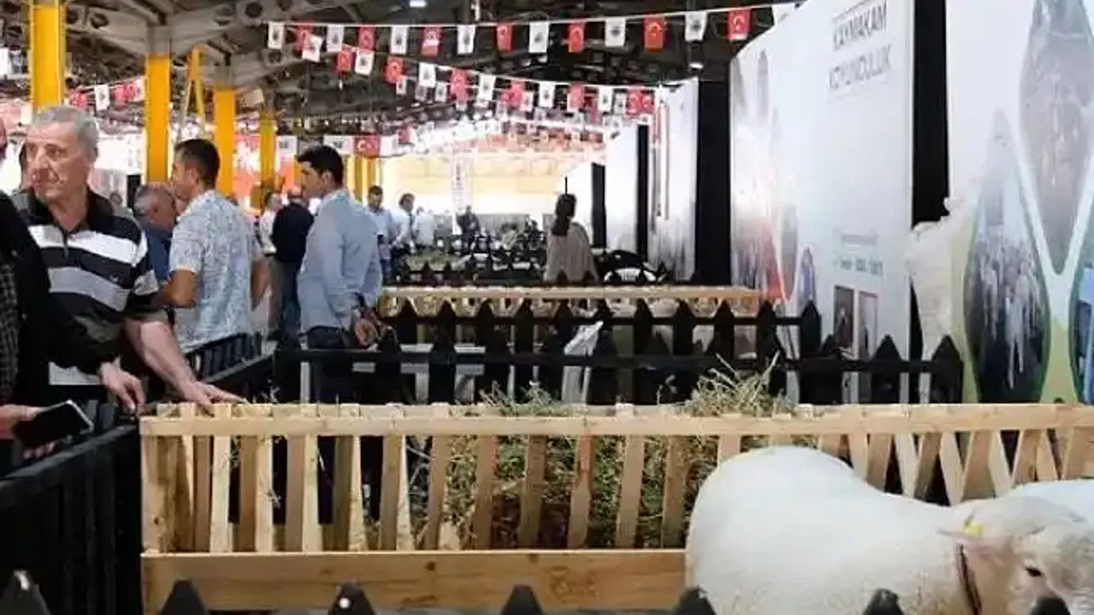 İnegöl'de Küçükbaş Hayvancılık Festivali Başladı