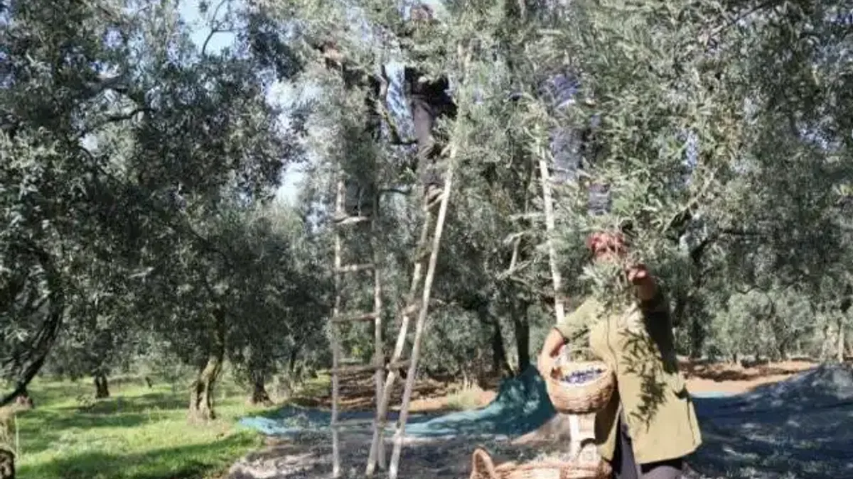 Zeytin alım fiyatları belli oldu... Tavan 110 TL, taban 47 TL