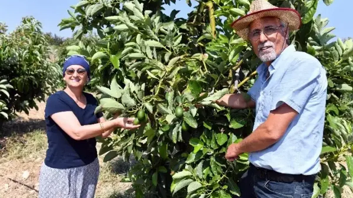 Üreticilere kazançlı avokado desteği