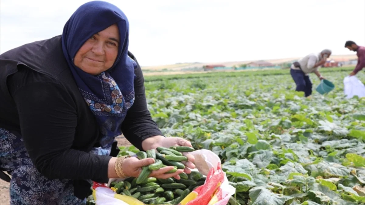 Çubuk'ta salatalık hasadı başladı