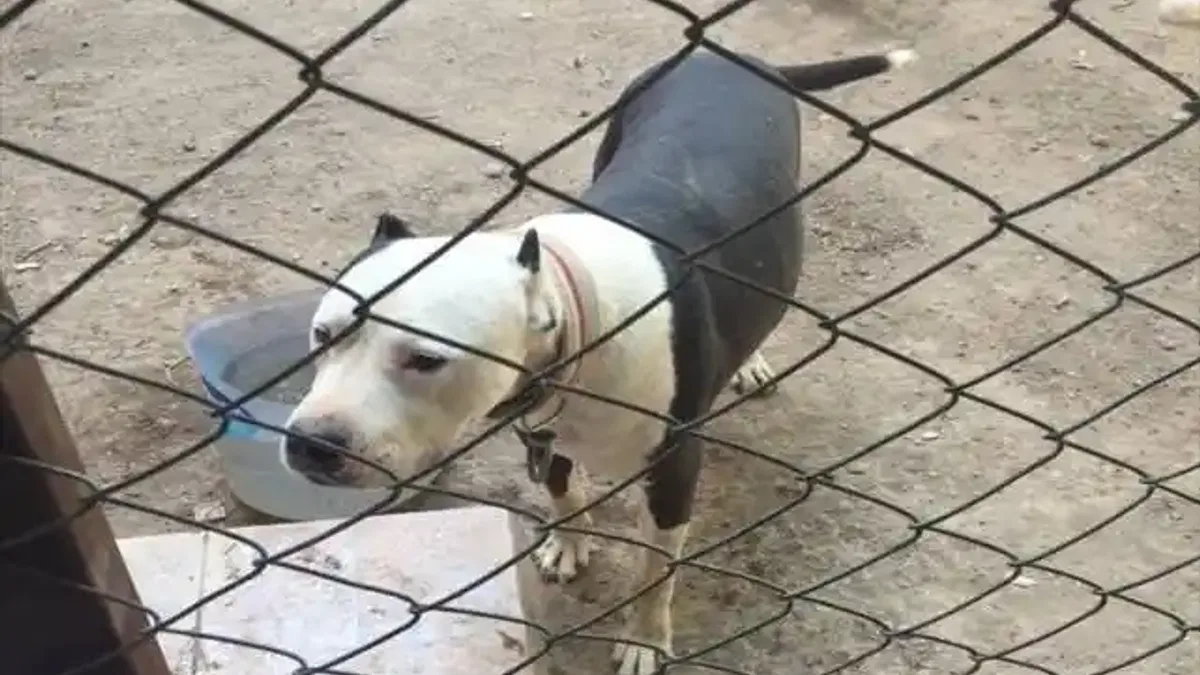 Pitbull besleyen kişiye 14 bin 982 lira para cezası verildi