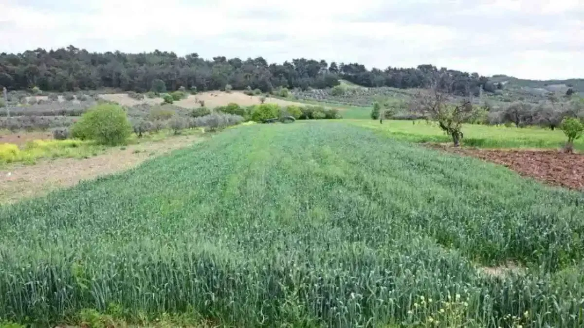 Manisa Büyükşehir’in toprakla buluşan tohumları yeşerdi