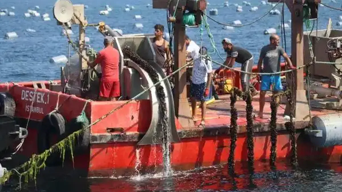 Yalova'da kurulan midye çiftliklerinde hasat başladı