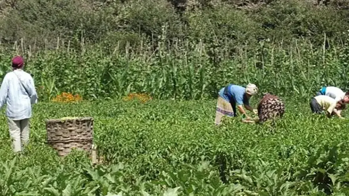 Buğday Derneği: Tarımda bütüncül bir düzenlemeye ihtiyacımız var