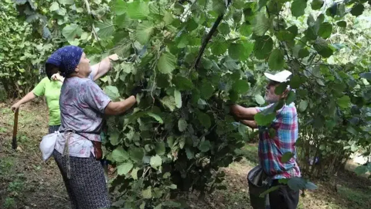 Fındık üreticileri işçi sıkıntısı çekmiyor