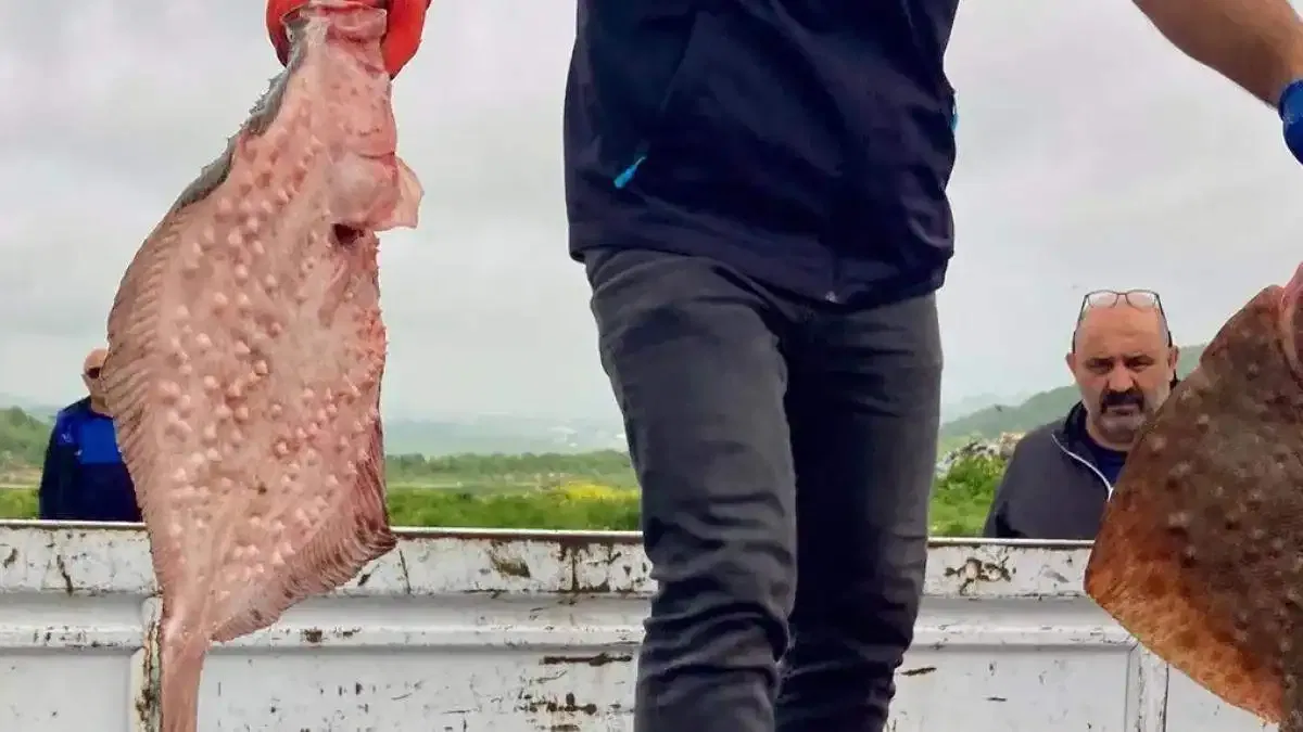 Karadeniz'de yasa dışı avcılığa geçit yok! 500 kilogram kalkan ele geçirildi