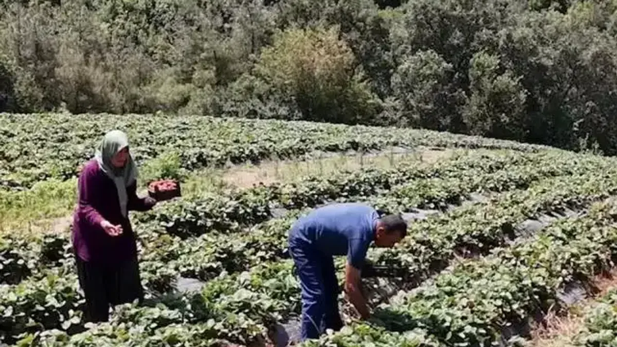 Osmaniye'de 128 haneye 6,8 milyon TL'lik tarımsal destek