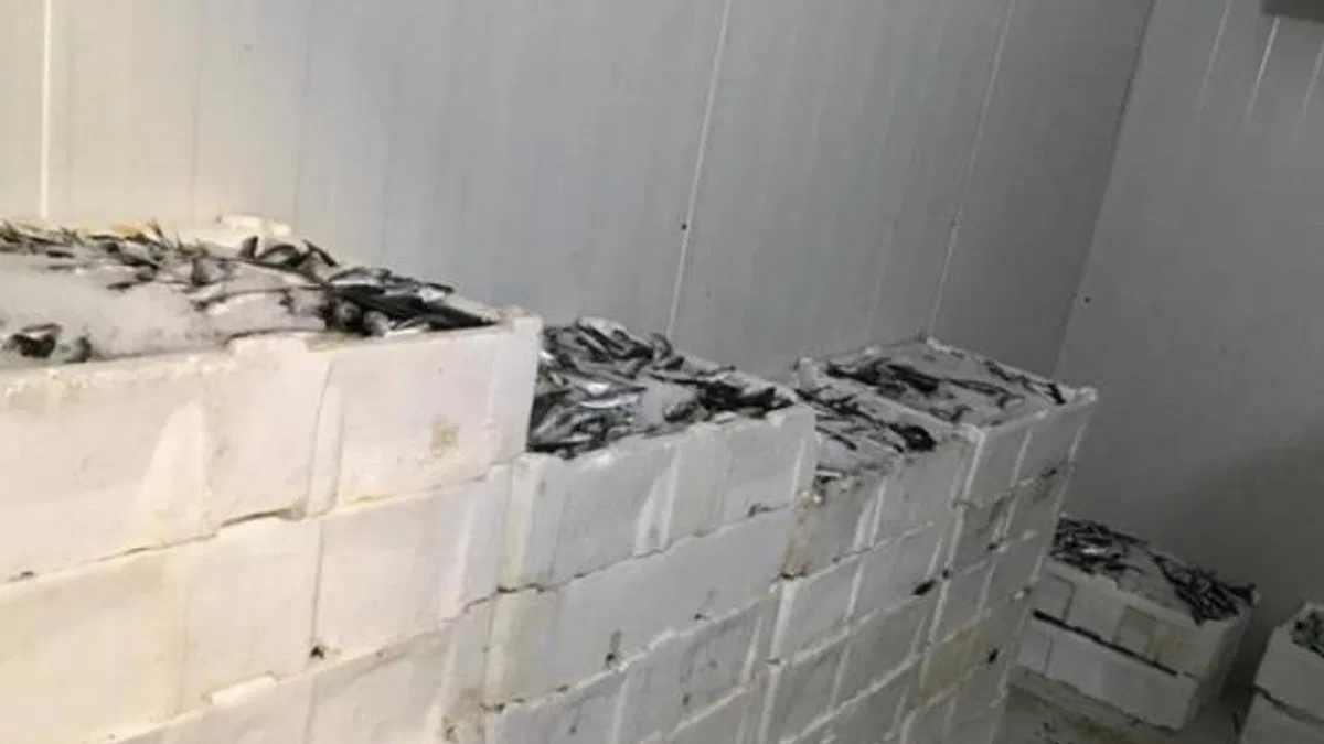 Bursa Balık Hali'nde sıkı denetim