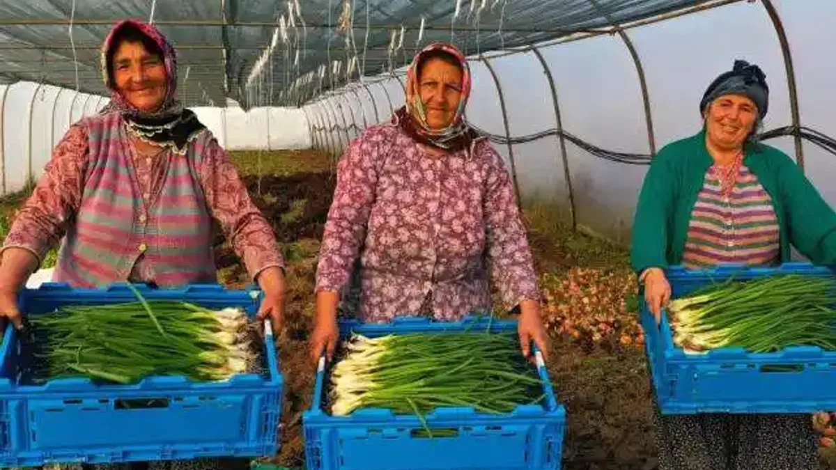 Kocaeli'de seracılık, Büyükşehir'le yaygınlaşıyor
