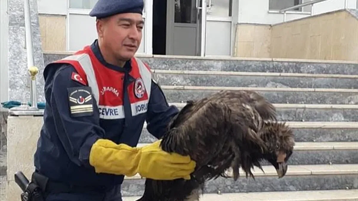 Kırıkkale'de yaralı kara akbaba tedavi altına alındı