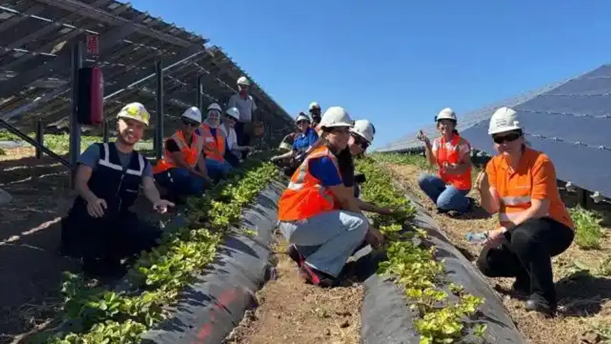 Enerjisa Üretim Agrivoltaik Tarım Uygulamaları ile 5 Ton Hasat Yaptı