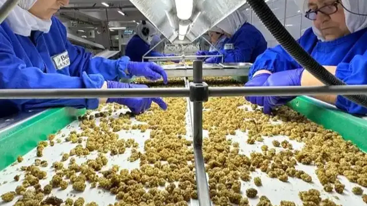 Çin'de organik sektörü 15 milyar dolarlık hacme ulaştı
