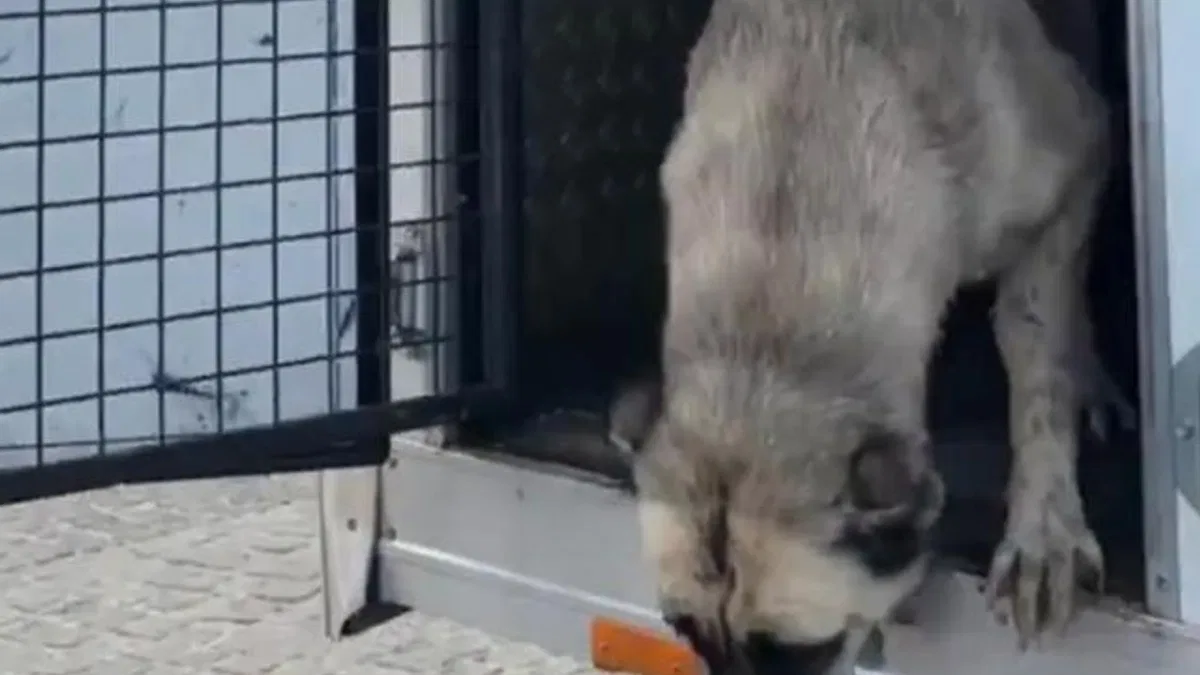 Mudanya'da ‘köpeklerin uyutulduğu’ iddialarına videolu yanıt