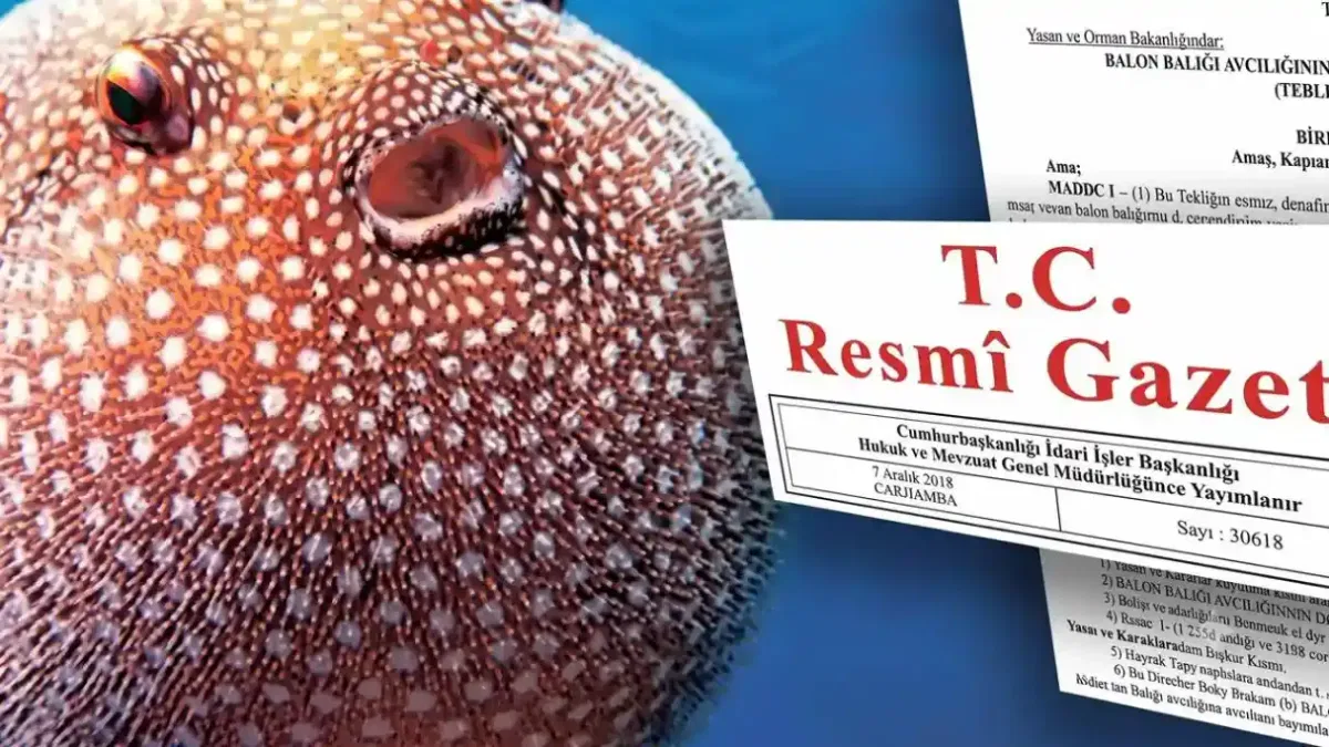 Balon Balığı avcılığı destekleri artırıldı