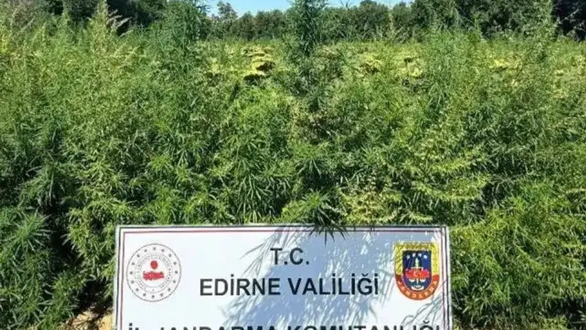 Edirne'de 49 bin 500 kök kenevire imha
