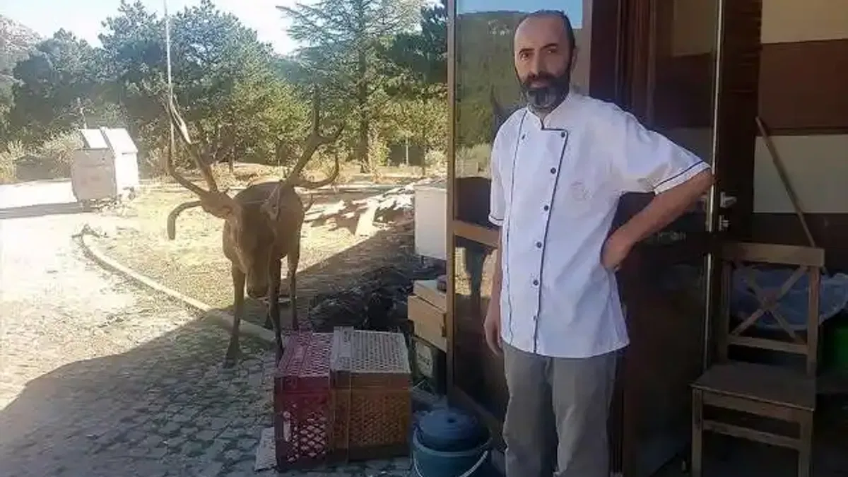 Doğaya bırakılan kızıl geyik, Spil Dağı'ndaki restoranın "müdavimi" oldu